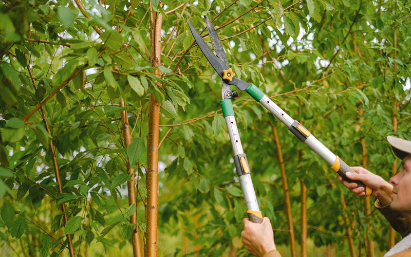 Tree trimming in Kadoka, SD